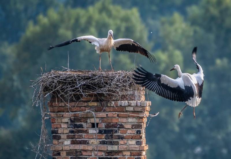 Expert Chimney Animal Removal in Warrenville, IL Professional Chimney Animal Removal Services in Warrenville, Illinois