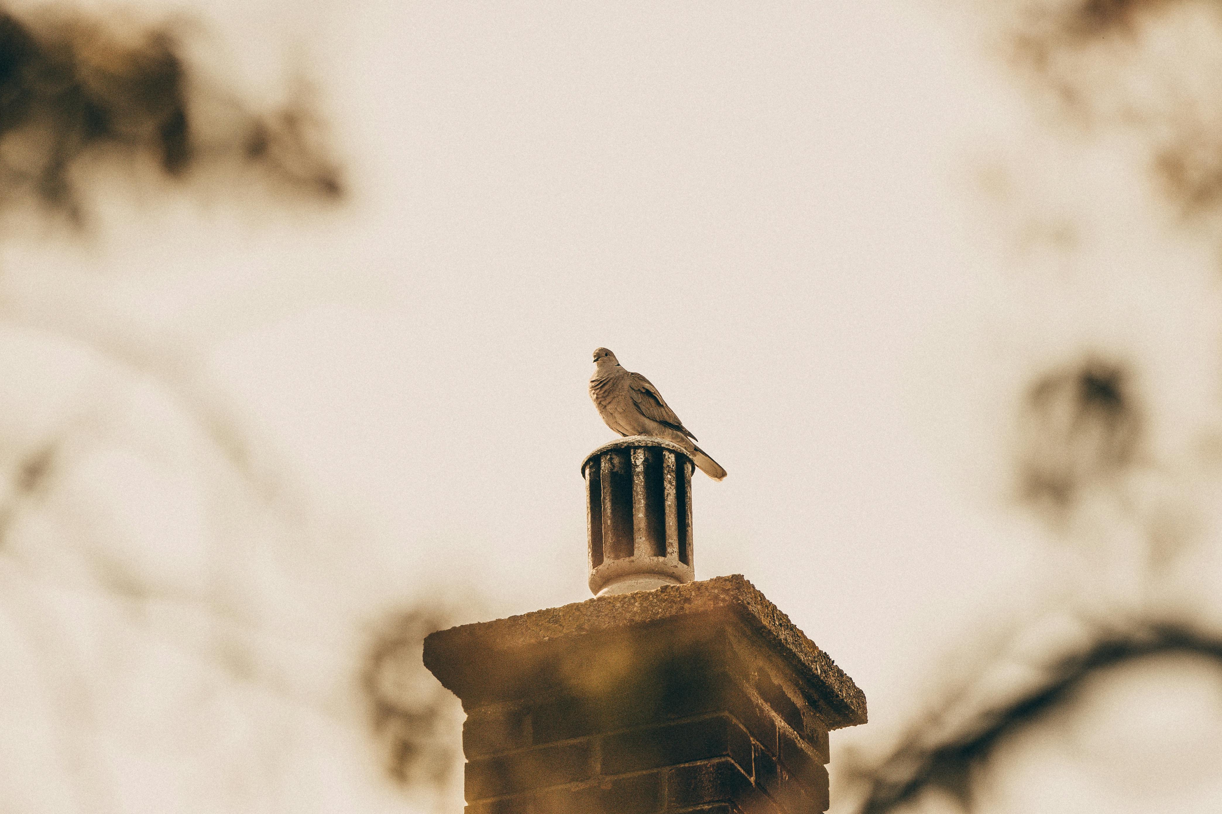 Professional Chimney Cap Installation Services in Warrenville, IL Expert Chimney Cap Installation in Warrenville, Illinois